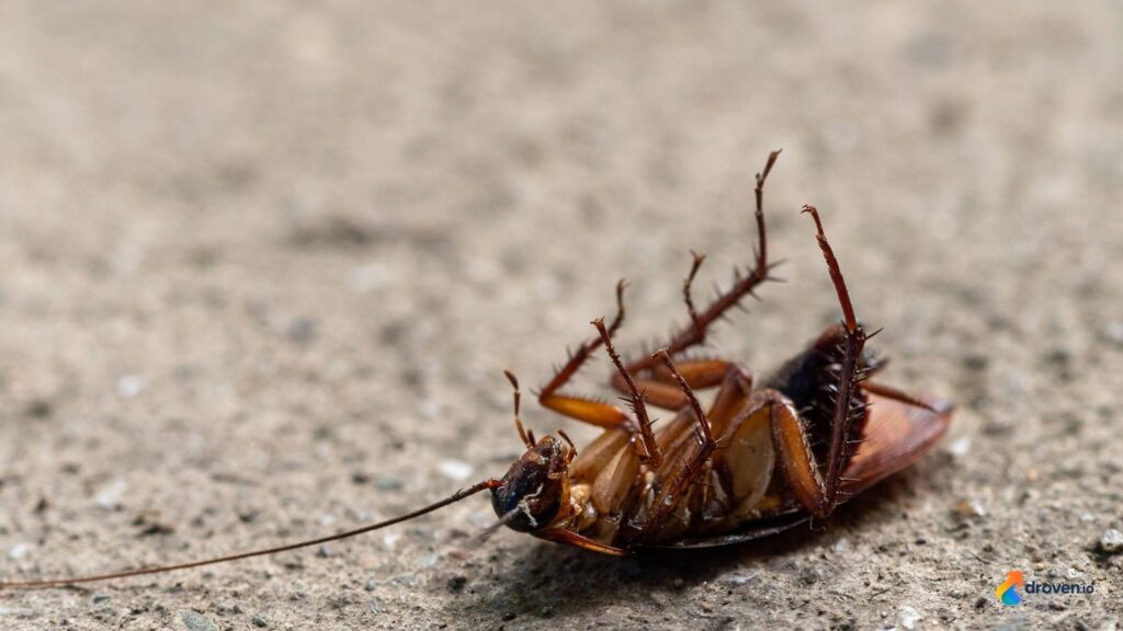 Pest control in Central Virginia