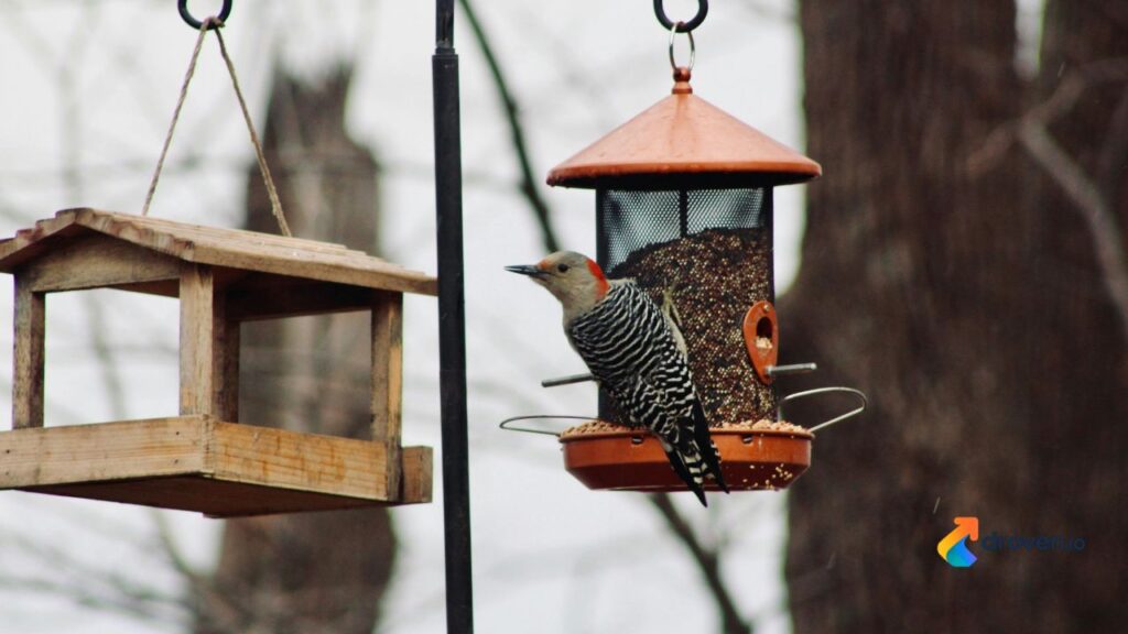 smart bird feeder